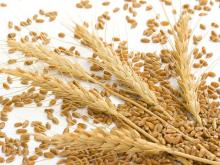 high quality plant protein and dietary fiber oat plant-milk powder