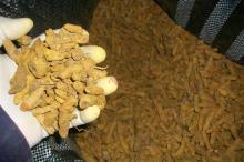 SELL TURMERIC