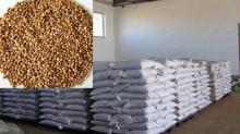 roasted buckwheat kernels in Mongolia