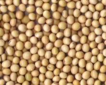 soybean seeds,soy bean meal