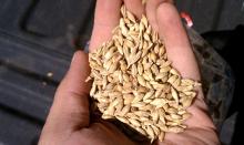 High Quality Mustard Seeds,Canary Seeds,Walnut Seeds,Barley seeds