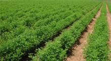 animal feed,Millet,guar gum seeds,Soybean Seeds