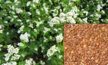 Roasted buckwheat kernels