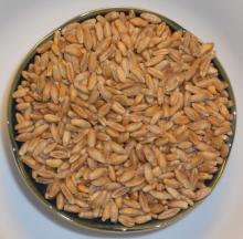 Wheat Grains