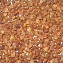 new buckwheat kernnel in China