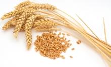 wheat
