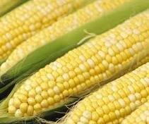 YELLOW CORN