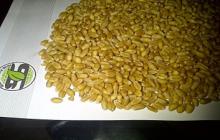 wheat
