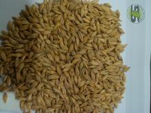 Barley