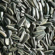Sunflower Seeds EDIBLE
