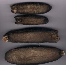 White Teat fish Sea cucumber