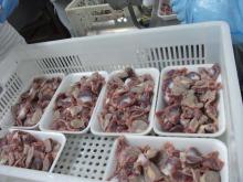 Frozen chicken gizzards