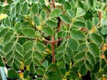 Moringa leaf powder
