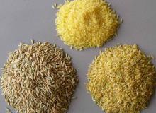 Rice
