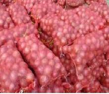Dutch onion