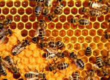 Propolis Honey