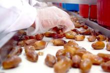High quality Fresh Dates "Deglet Noor"