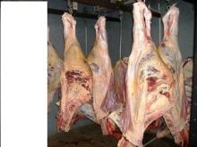 FROZEN BEEF SUPPLY