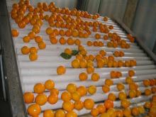 fresh orange