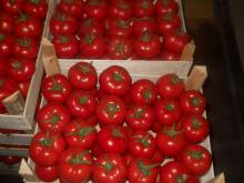fresh tomatoes