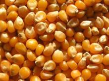 Yellow Maize Grains
