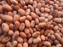 Pink Cow Peas
