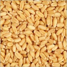 Organic Wheat Grains