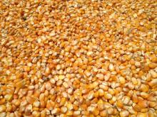Organic Maize Grains
