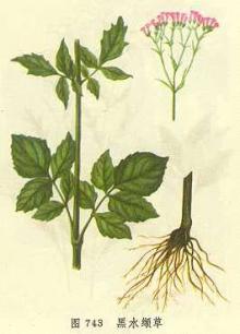 Valerian Root Extract