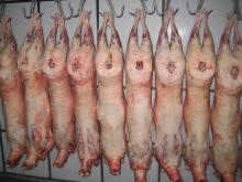 Frozen Lamb Carcass (halal)