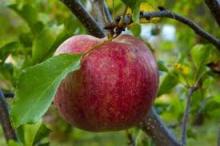 Champion Apples