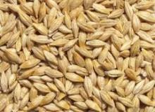 barley