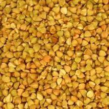 buckwheat