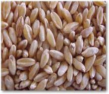 durum wheat