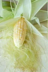 YELLOW CORN
