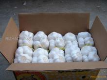 Fresh Pure WHITE GARLIC