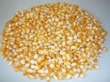 YELLOW CORN MAIZE FOR SALE