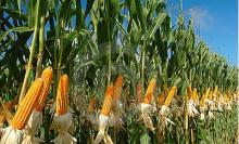 native corn starch