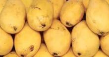 MANGOES