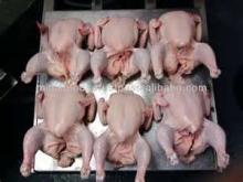 HALAL FROZEN WHOLE CHICKEN