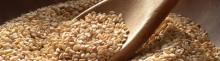 Amaranth Grains