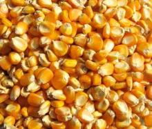 Yellow Maize (corn) grade 2-3 for animal feed