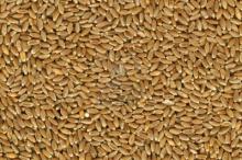 SOUTH AFRICAN HARD RED WINTER WHEAT, GRADE 2 FOR BREAD