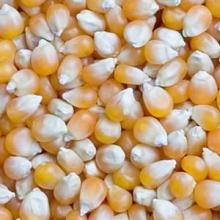 Yellow Maize / Corn