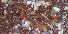 Tamarind with / without seeds