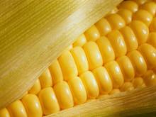 Sell feed corn