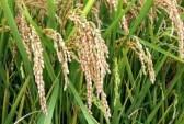Vietnam Long Grain Rice