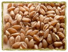 Ivory Maskal Teff Grain