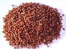 20000/Tons White Sorghum For sale