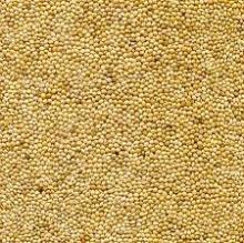 Yellow millet